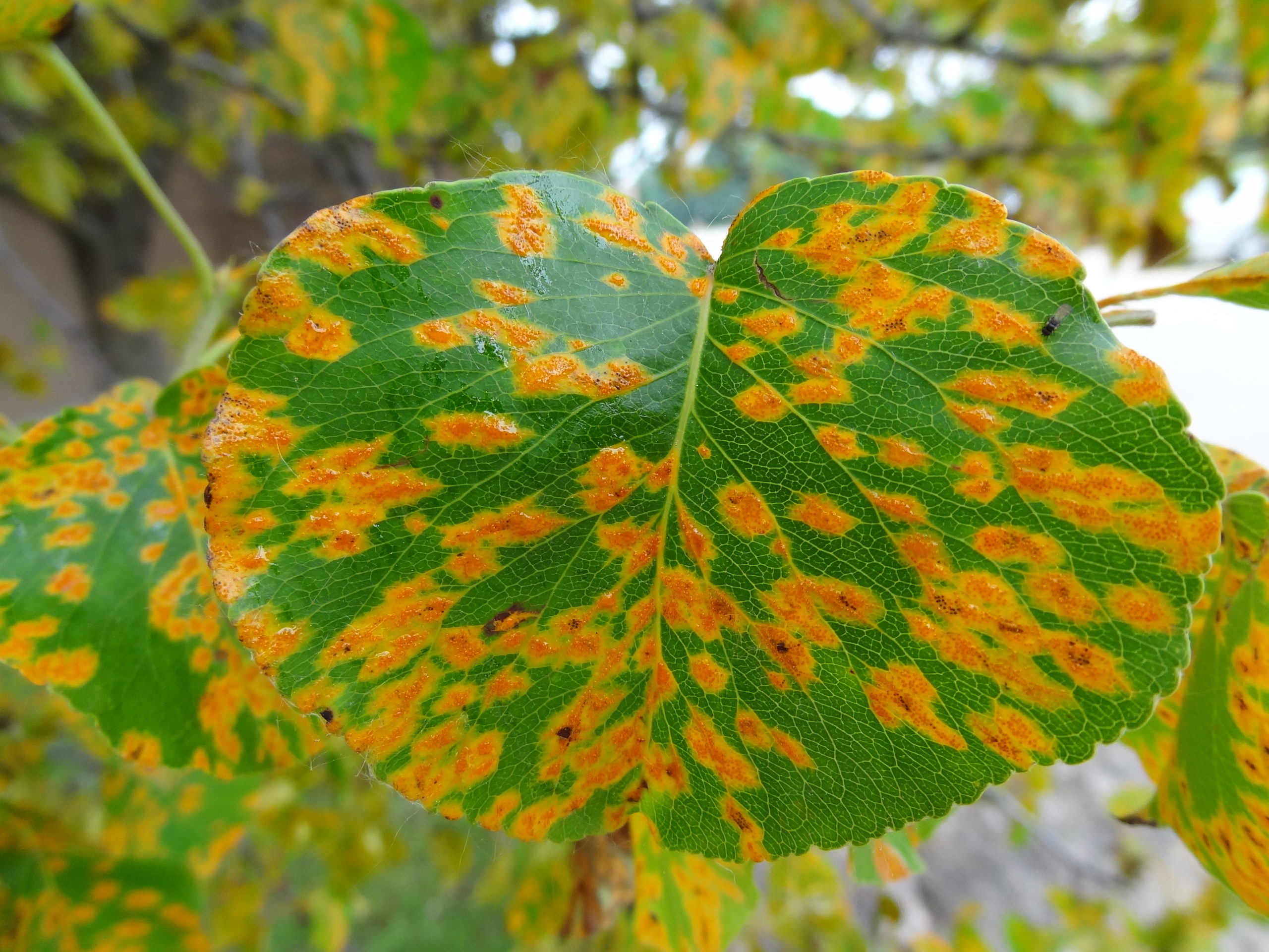 deciduous tree diseases - Dr Dave Roberts - The Plant Doctor